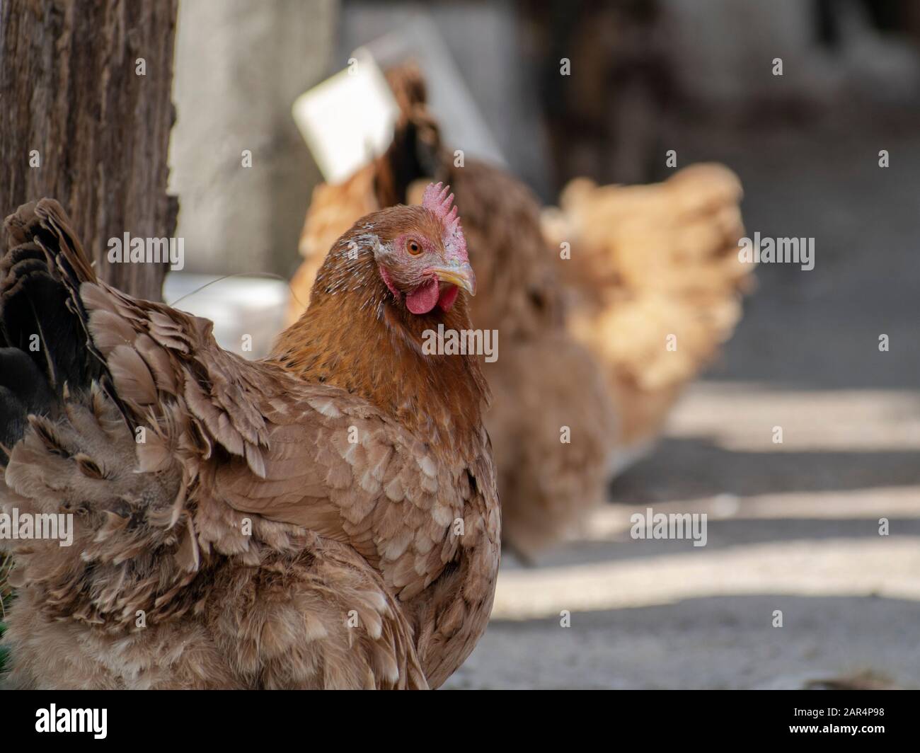 Gros plan sur la poule, le gallus domesticus Banque D'Images