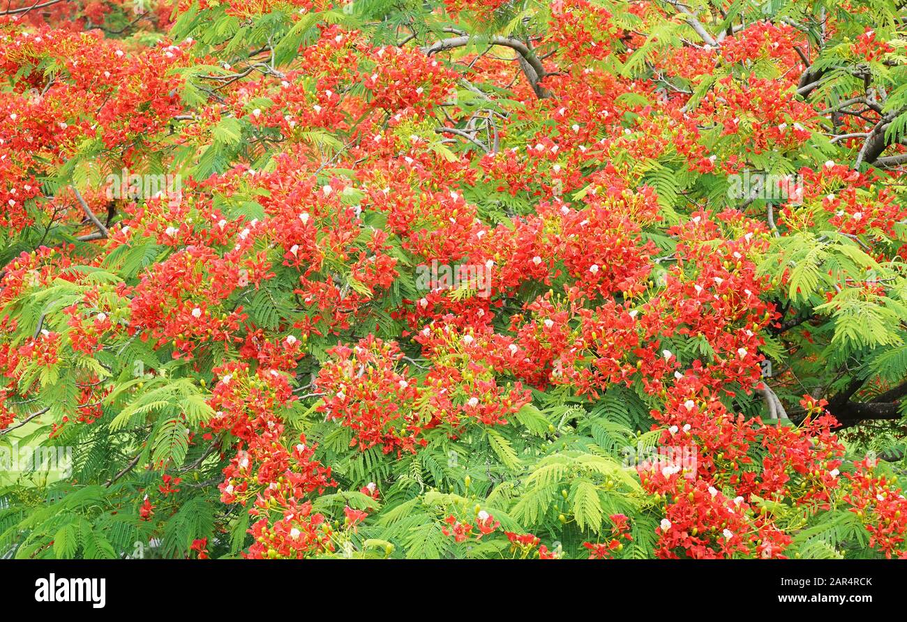 Fleurs de paon sur l'arbre poinciana Banque D'Images