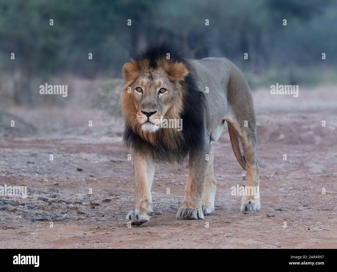 Marcher Lion asiatique dans le RIF Gujarat, Inde Banque D'Images