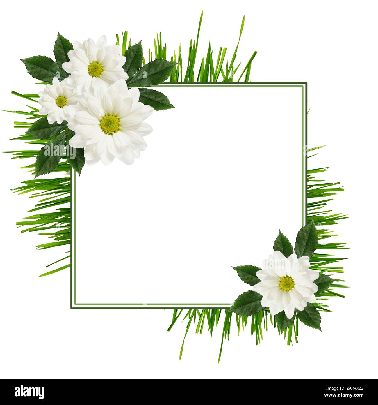 Arrangement de fleurs de Marguerite et un cadre sur fond vert Photo Stock -  Alamy