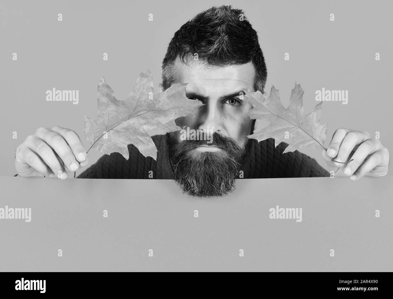 L'homme est titulaire d'arbre de chêne Feuilles sur fond orange peachy, copiez l'espace. Octobre et Novembre temps idée. L'automne et le froid concept. Hipster avec barbe et visage sérieux joue avec des feuilles sèches Banque D'Images