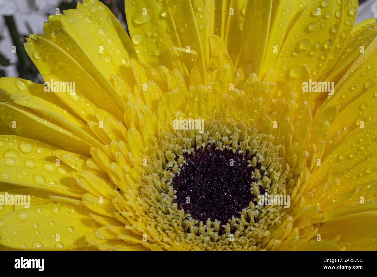 Belle fleur de Marguerite jaune isolée sur fond flou. Bouquet de fleurs à l'intérieur. Gouttes d'eau et de pluie sur les pétales. Gros plan .macr Banque D'Images