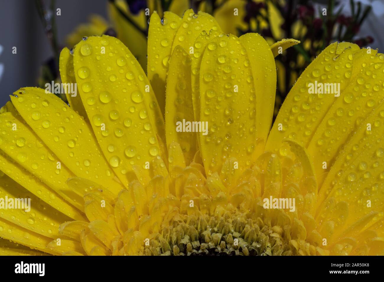 Belle fleur de Marguerite jaune isolée sur fond flou. Bouquet de fleurs à l'intérieur. Gouttes d'eau et de pluie sur les pétales. Gros plan .macr Banque D'Images