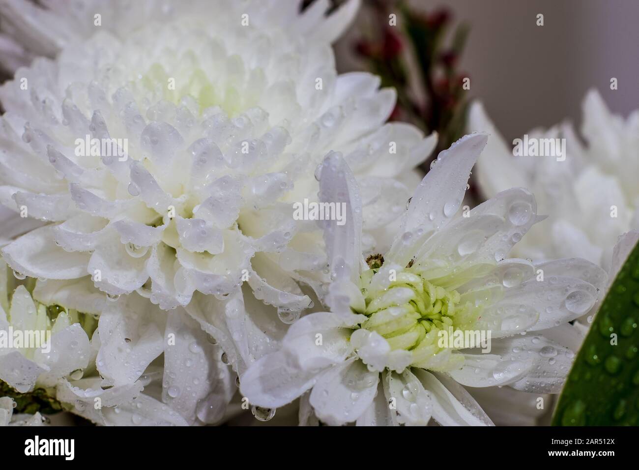 Fleur blanche avec gouttes d'eau et de pluie sur pétales, isolée sur fond flou. Gros plan Banque D'Images