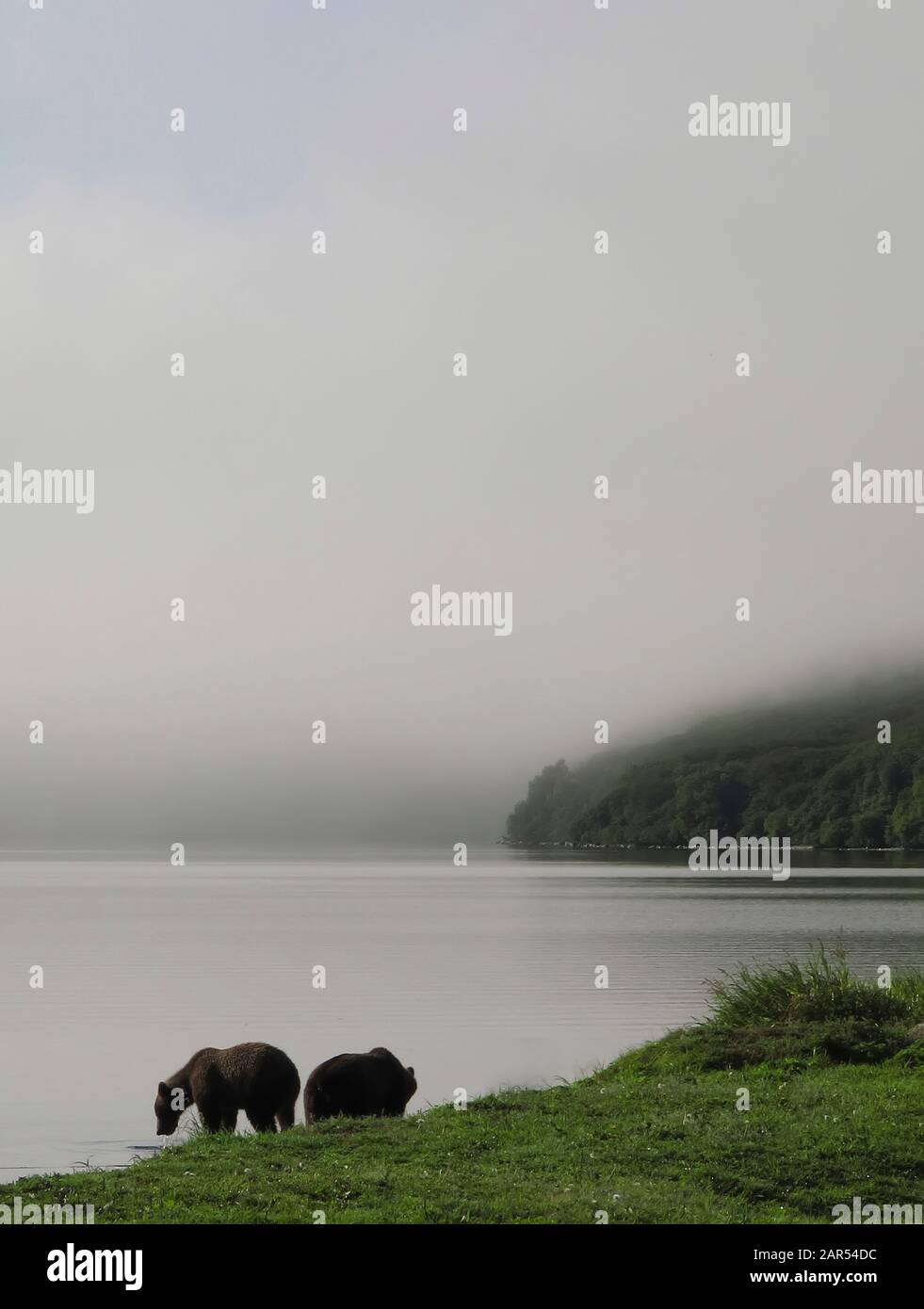 Ours bruns (Ursus arctos) et volcan Ilynsky. Lac Kurile. Kamchatka. Sibérie. Russie Banque D'Images