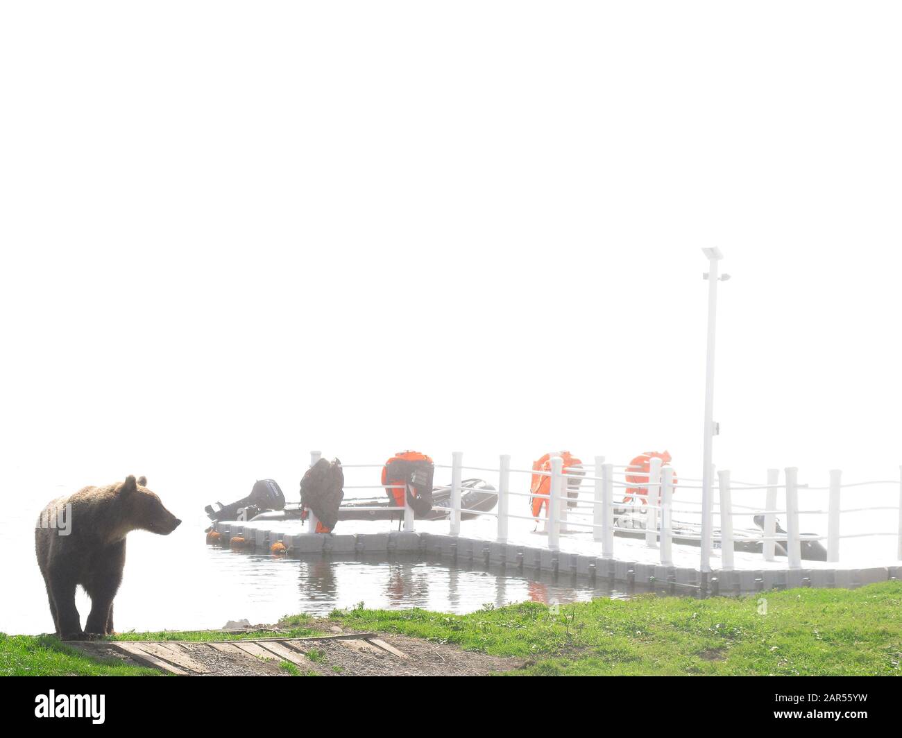 Ours brun (Ursus arctos) dans le lac Kurile, péninsule du Kamchatka, en Russie. Banque D'Images