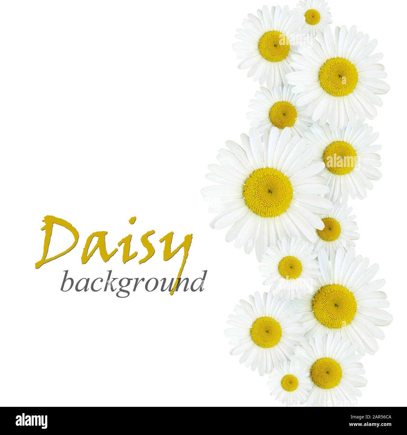 Arrangement de fleurs de Marguerite sur fond blanc Banque D'Images