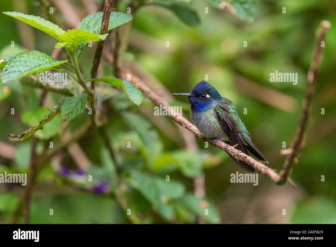 Hummingbird à tête violette - Klais guimeti, beau colibri rare des pentes andines d'Amérique du Sud, pavillon Sumaco sauvage, Équateur. Banque D'Images