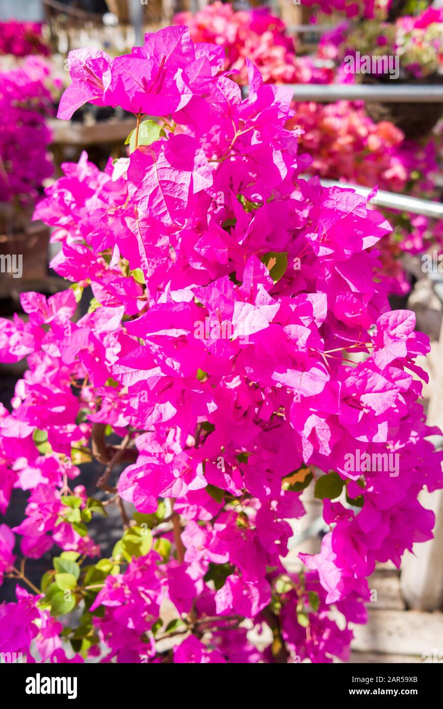 Les bractées roses magenta vif forment une usine de maison Bougainvillea Thimma la plus attrayante à vendre dans une pépinière spécialisée Banque D'Images