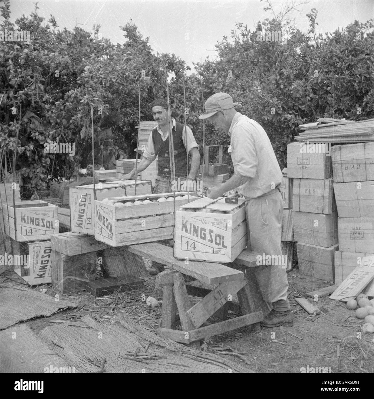 Israël 1948-1949:Pardes emballage des oranges en boîtes avec l'inscription King sol sur une plantation d'agrumes près de Pardes Date: 1948 lieu: Israël, Pardes mots clés: Travailleurs, agrumes, emballage, culture de fruits, plantations Banque D'Images