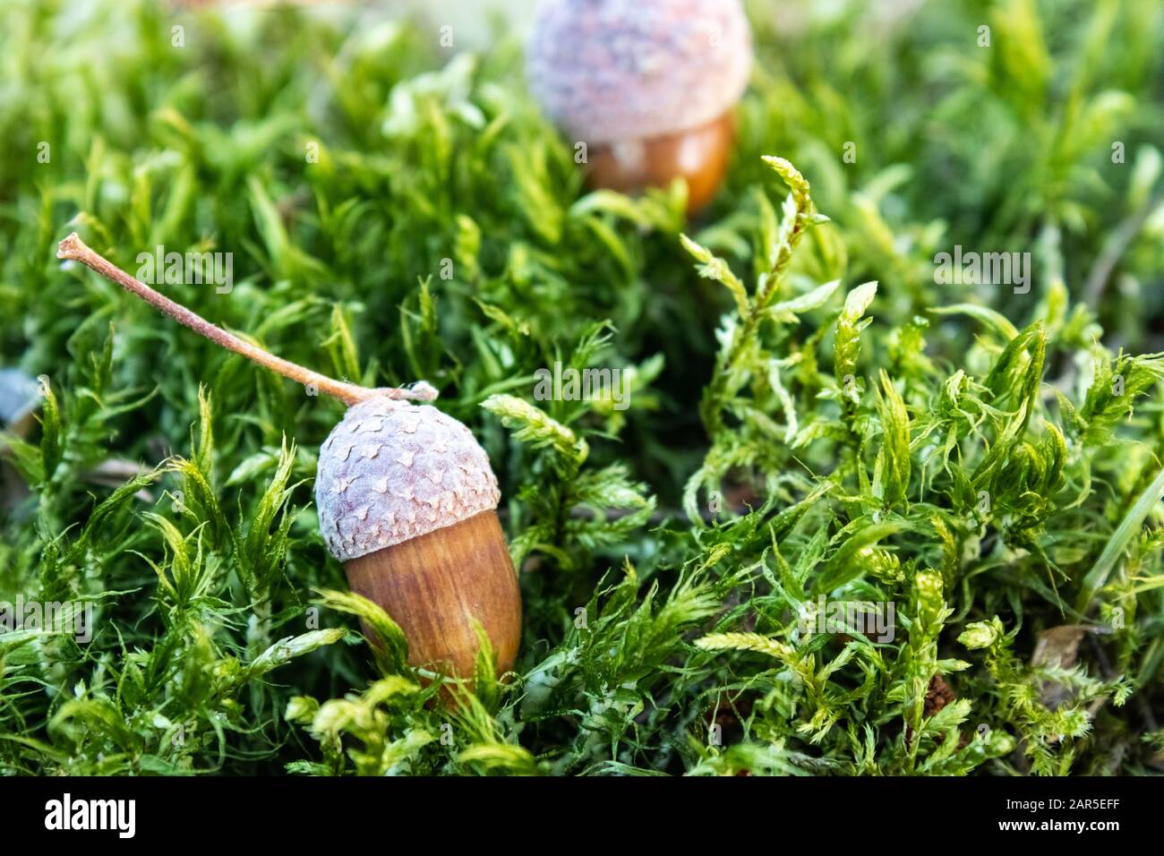 L'automne s'acorns sur la mousse verte. Contexte avec des ornes d'automne. Gros plan. Banque D'Images