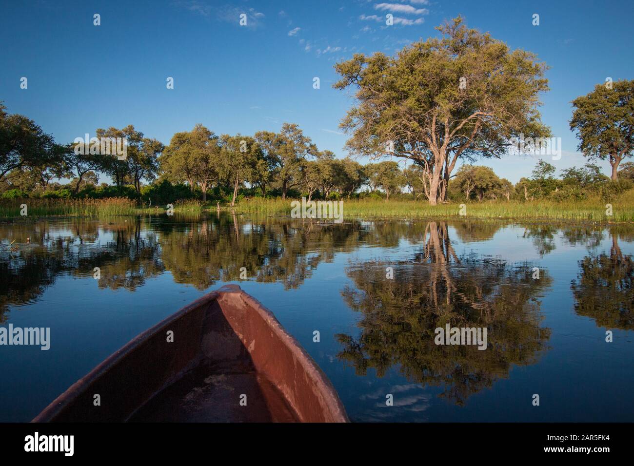 La paix et le calme de poler sur les voies navigables du Delta d'Okavango. Banque D'Images