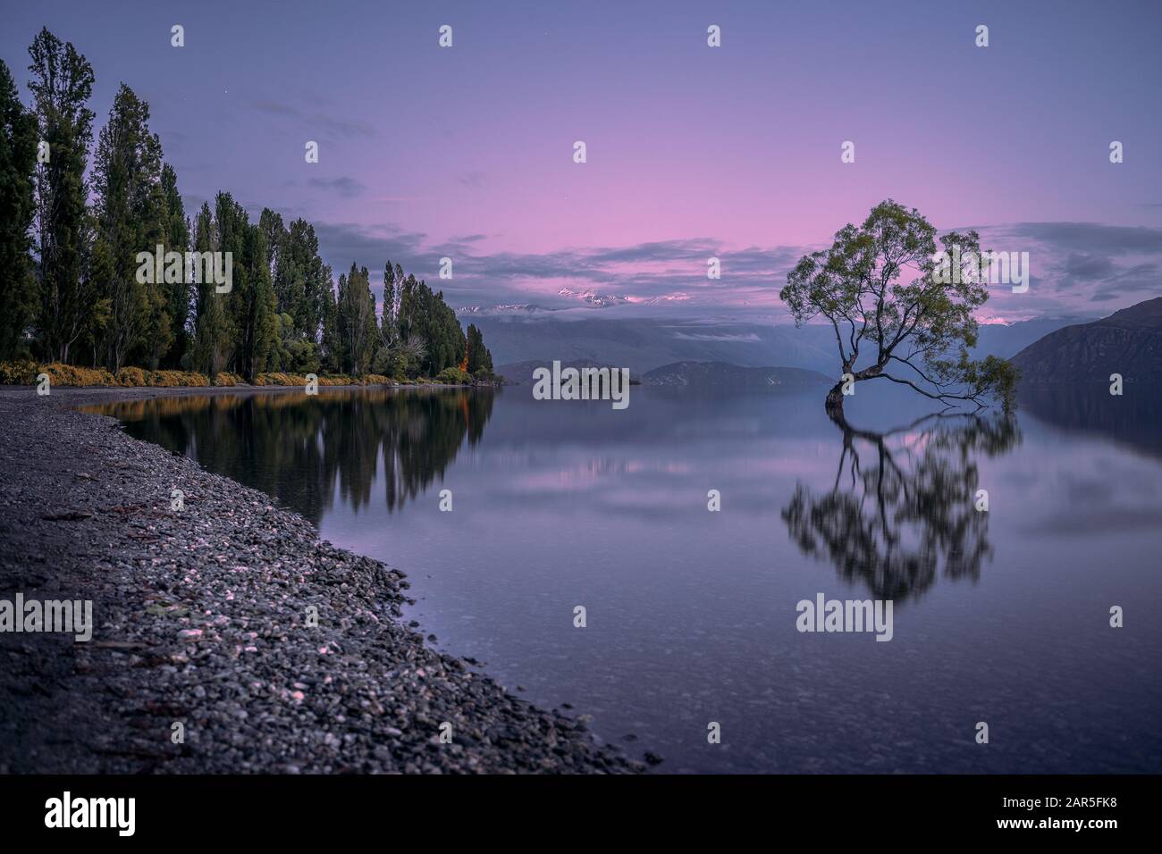 Cet Arbre De Wanaka, Nouvelle-Zélande Banque D'Images