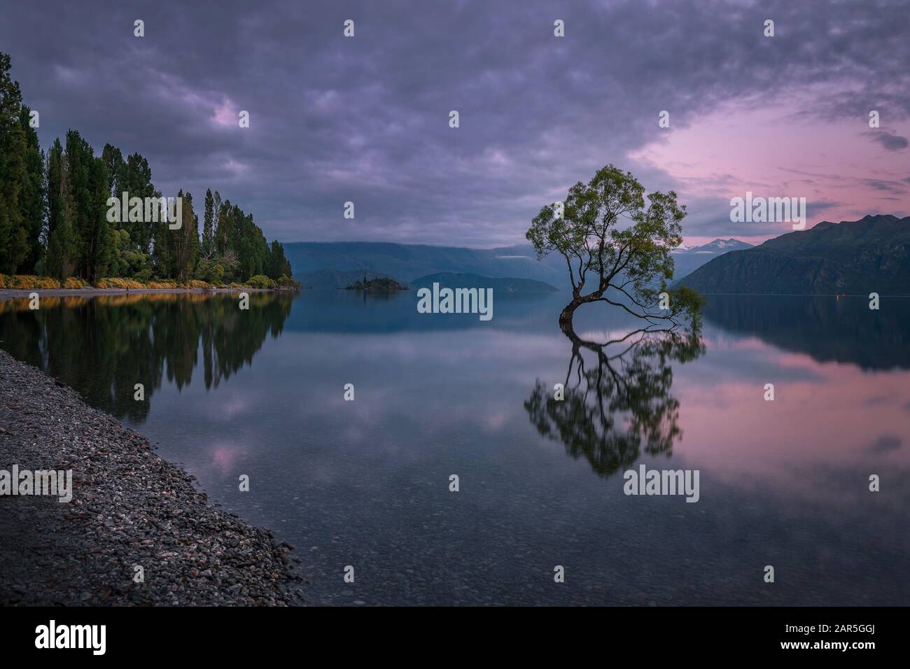 Cet Arbre De Wanaka, Nouvelle-Zélande Banque D'Images