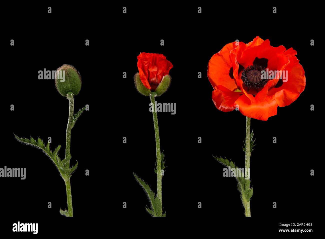 Pavot en trois étapes, du bourgeon à la fleur en fleurs sur fond noir Banque D'Images
