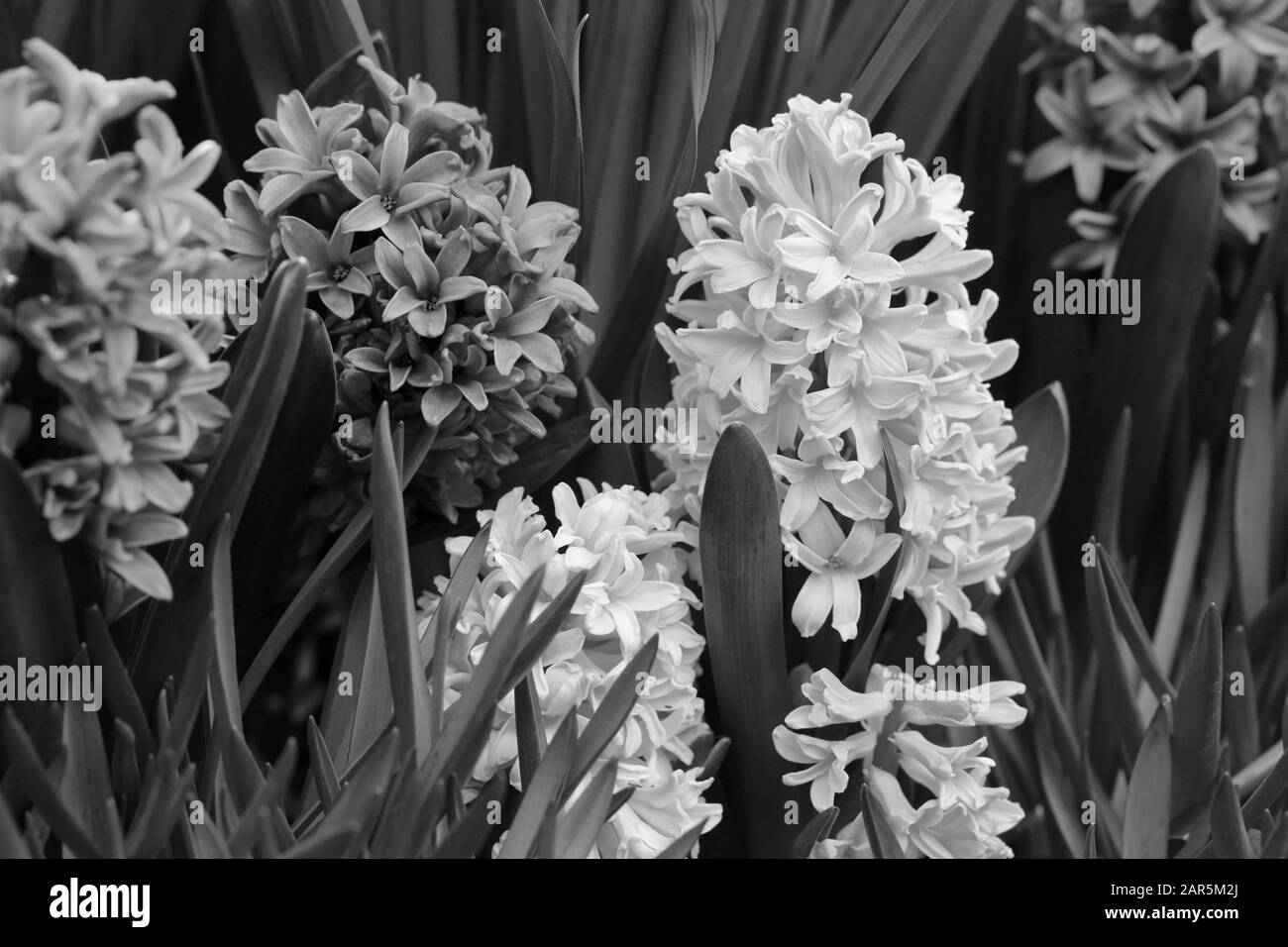 Fleurs de jacinthe fleuries avec beaucoup de feuilles. De belles fleurs de début de printemps étaient utilisées pour célébrer Pâques. Gros plan pris dans un jardin intérieur. Banque D'Images