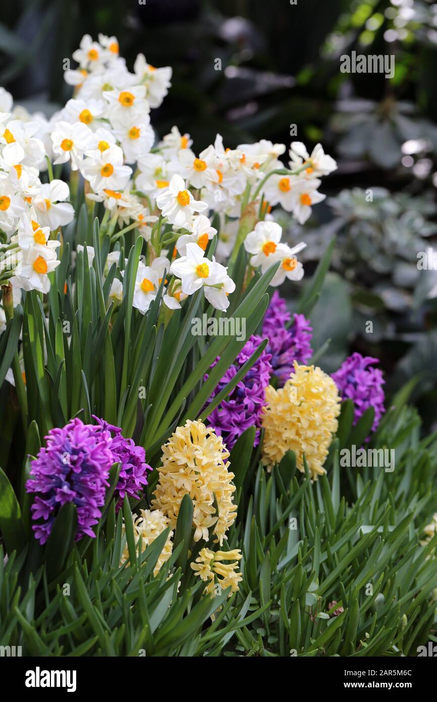 Fleurs de jacinthe jaune et violette, jonquilles et feuilles vertes  fleuries. Belles fleurs de début de printemps utilisées pour célébrer  Pâques. Gros plan de l'image couleur Photo Stock - Alamy