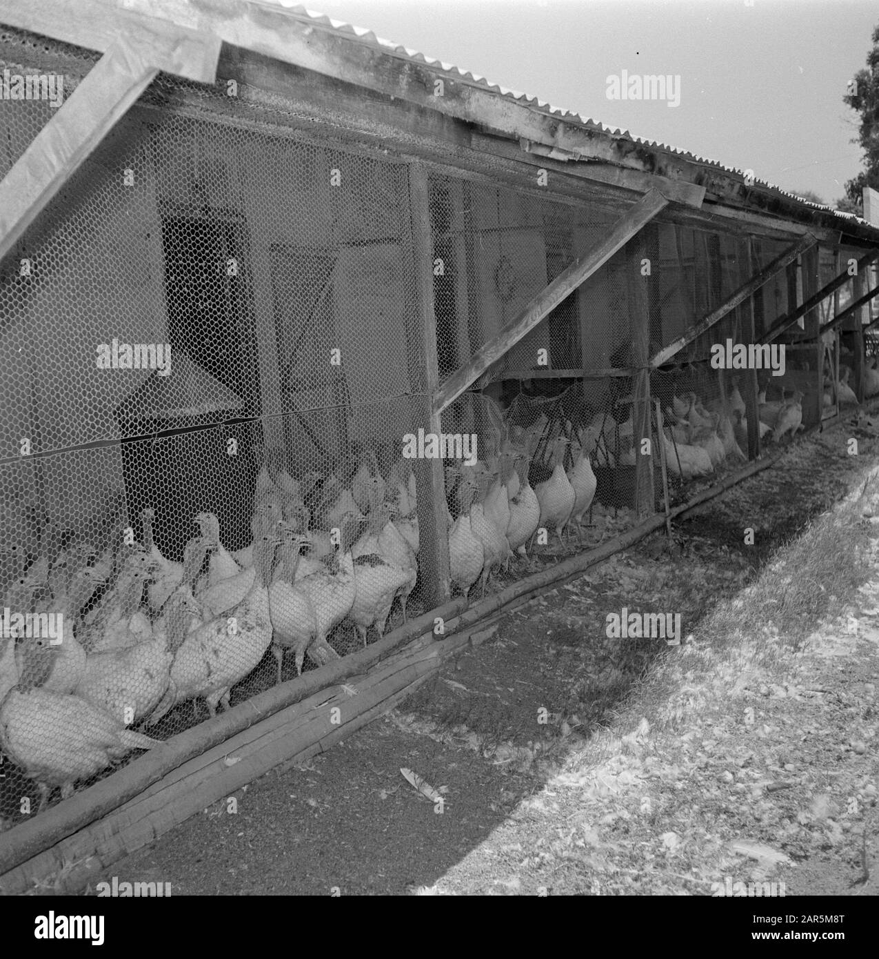 La Turquie se reproduisent à Beit Herut. Course avec dindes et un conteneur d'aliments pour animaux Date: 1 janvier 1964 lieu: Beit Herut, Israël mots clés: Industrie, dindes, fil de poulet, fermes avicoles, entrez le nom de l'établissement: White Turkey Farm Banque D'Images