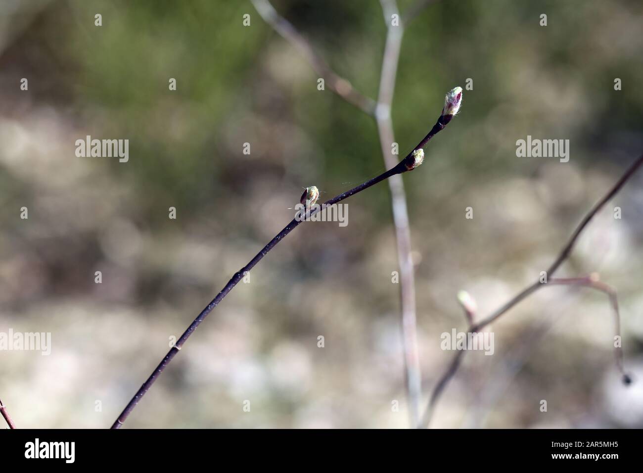 Branches de saule photographiées pendant la journée ensoleillée du printemps juste avant l'ouverture des chatons dans le sud de la Finlande. Beau petit arbre. Banque D'Images