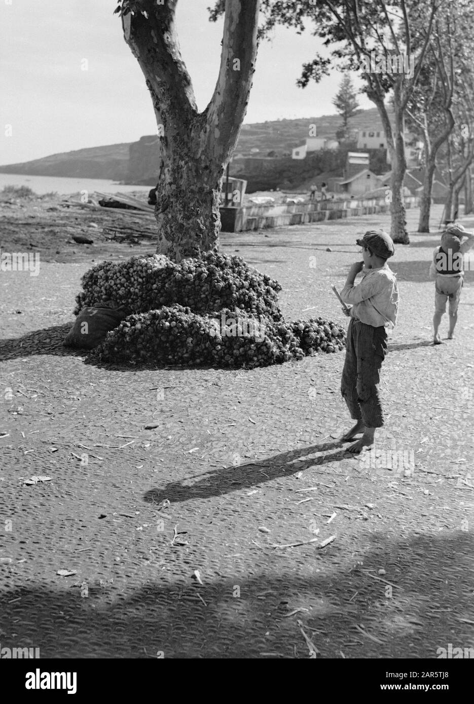 Madeira Children In Santa Cruz On Madeira Date: 1934 Lieu: Madeira, Santa Cruz Mots Clés: Boys Banque D'Images