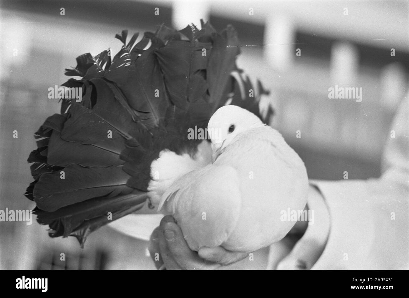 Petite exposition SAVOA dans le juge RAI occupé avec pigeon (une queue de paon) Date: 11 décembre 1968 lieu: Amsterdam, Noord-Holland mots clés: Pigeons Nom de l'institution: Savoia Banque D'Images