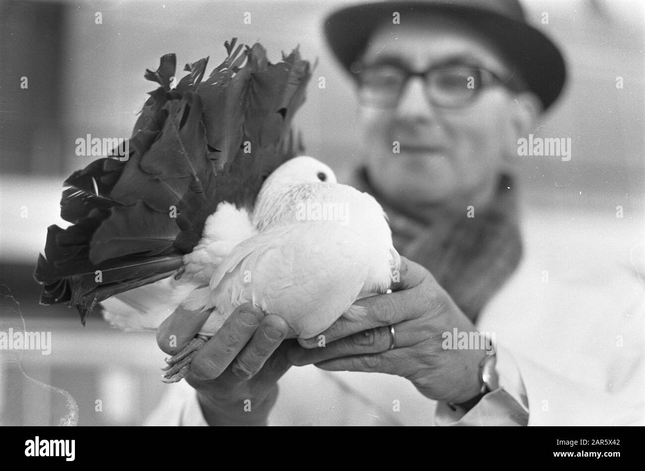 Petit indierenshow SAVOA dans le juge RAI occupé avec pigeon (une queue de Peacock) Date: 11 décembre 1968 lieu: Amsterdam, Noord-Holland mots clés: Keurmeesters Nom de l'institution: Savoia Banque D'Images