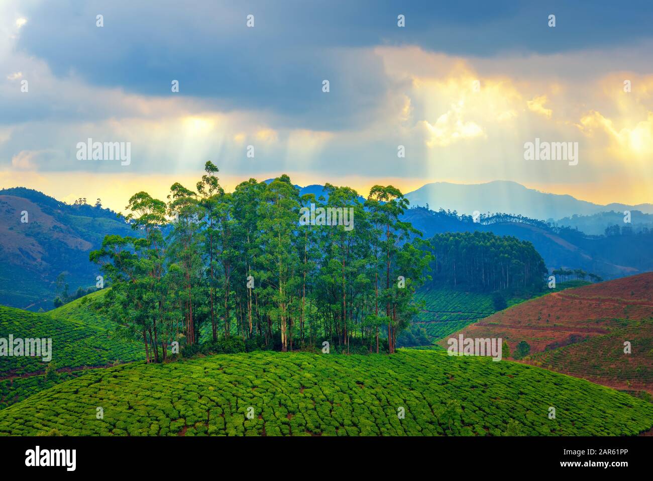 Beaux paysages de plantations de thé et de collines dans la brume avant l'aube, Inde Banque D'Images