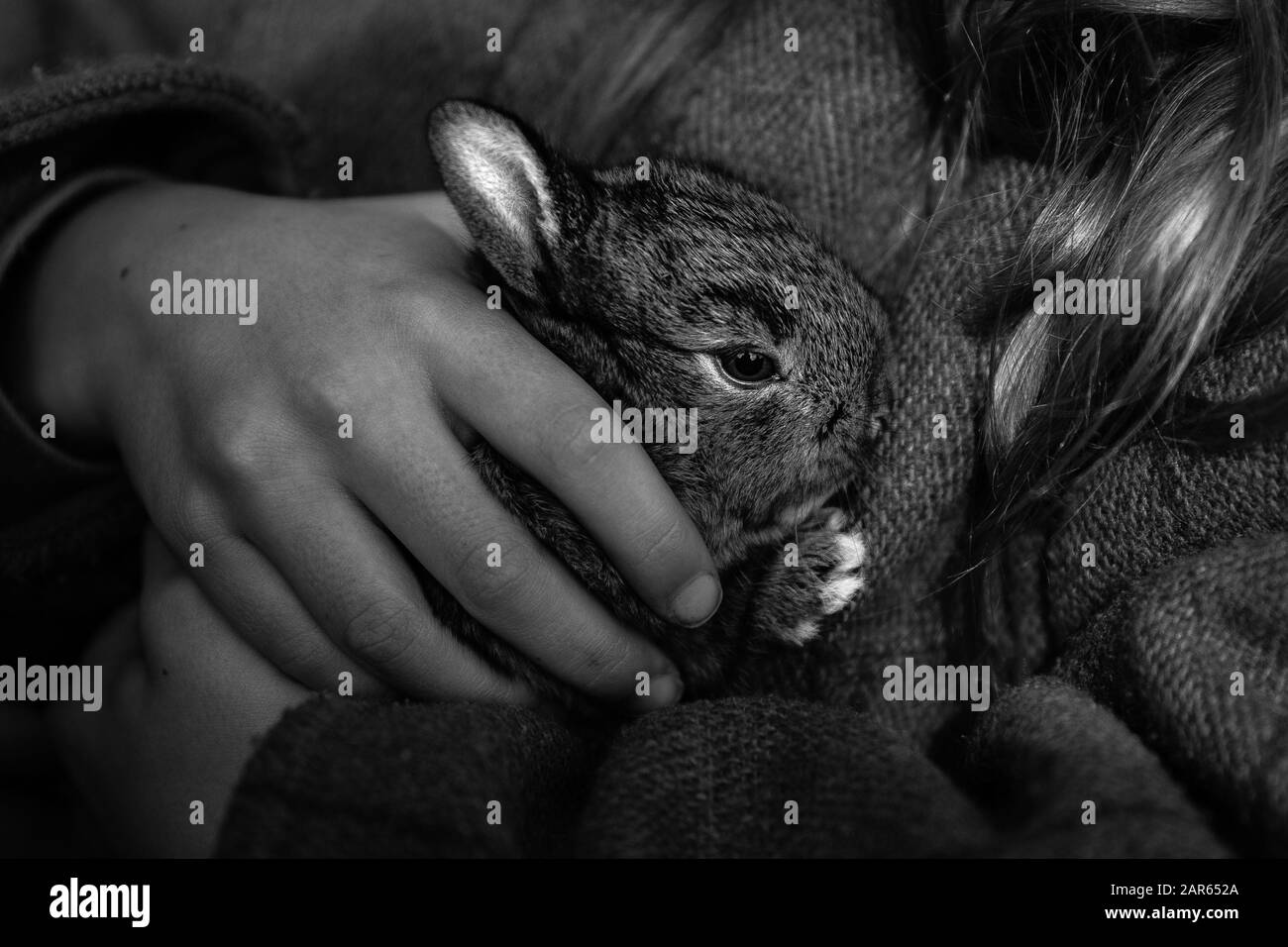 Bebe Lapin Banque D Image Et Photos Alamy Bebe Lapin Banque D Image Et Photos Alamy