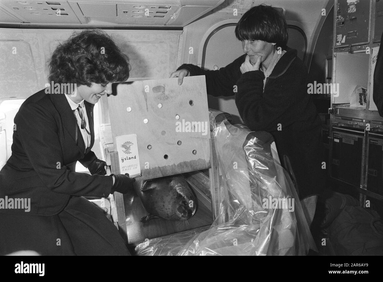 Zeehond Wurm part de Schiphol à l'Islande Leidster LLenie't Hart de la crèche du phoque à Pieterburen (r) et un agent de vol Date: 22 octobre 1982 lieu: Noord-Holland, Schiphol mots clés: Carrier d'animaux, agents de bord, sceaux Nom personnel: HART, LLenie't Banque D'Images
