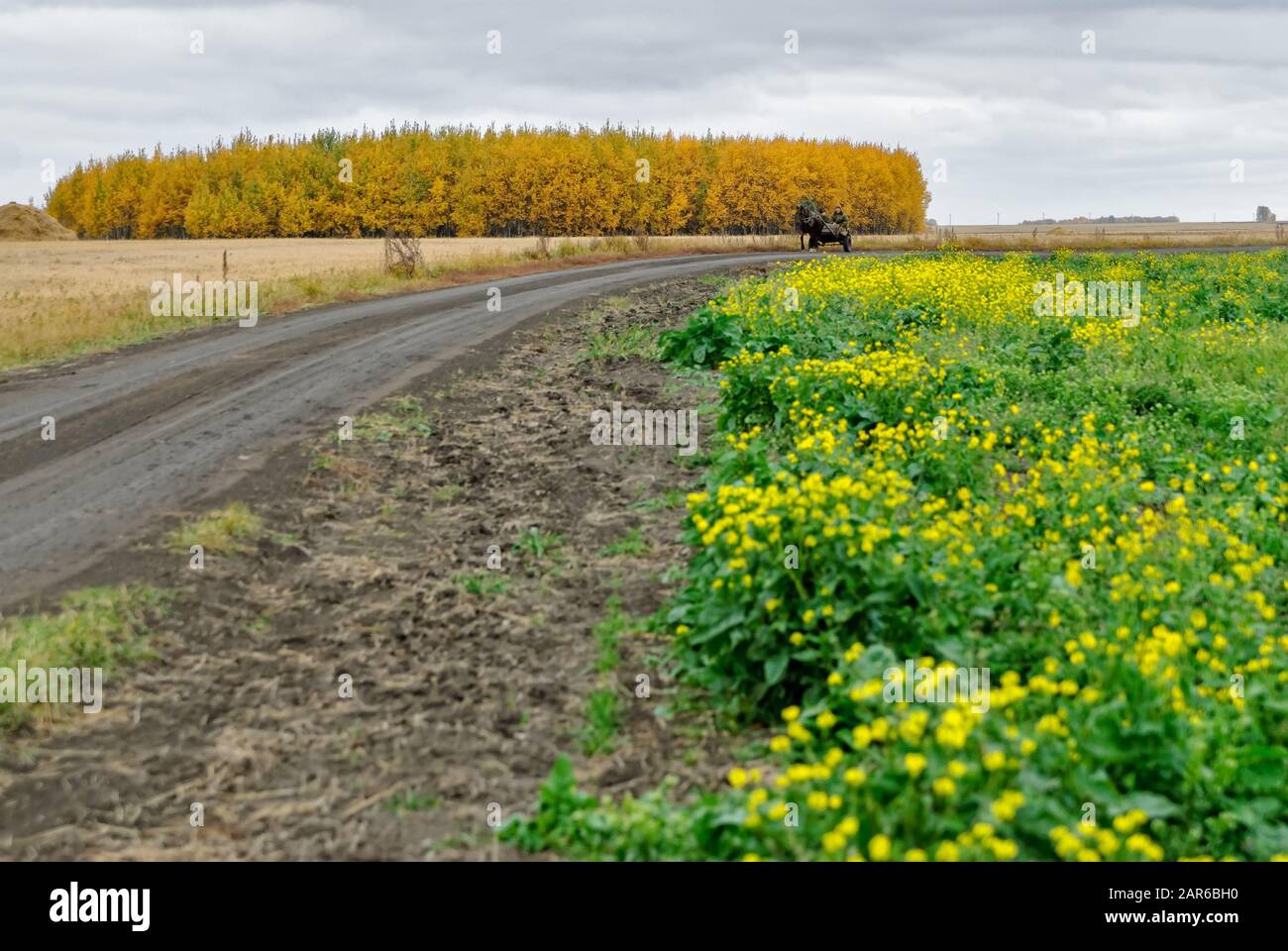 Les hommes se déplacent sur les chevaux de transport sur le terrain Banque D'Images