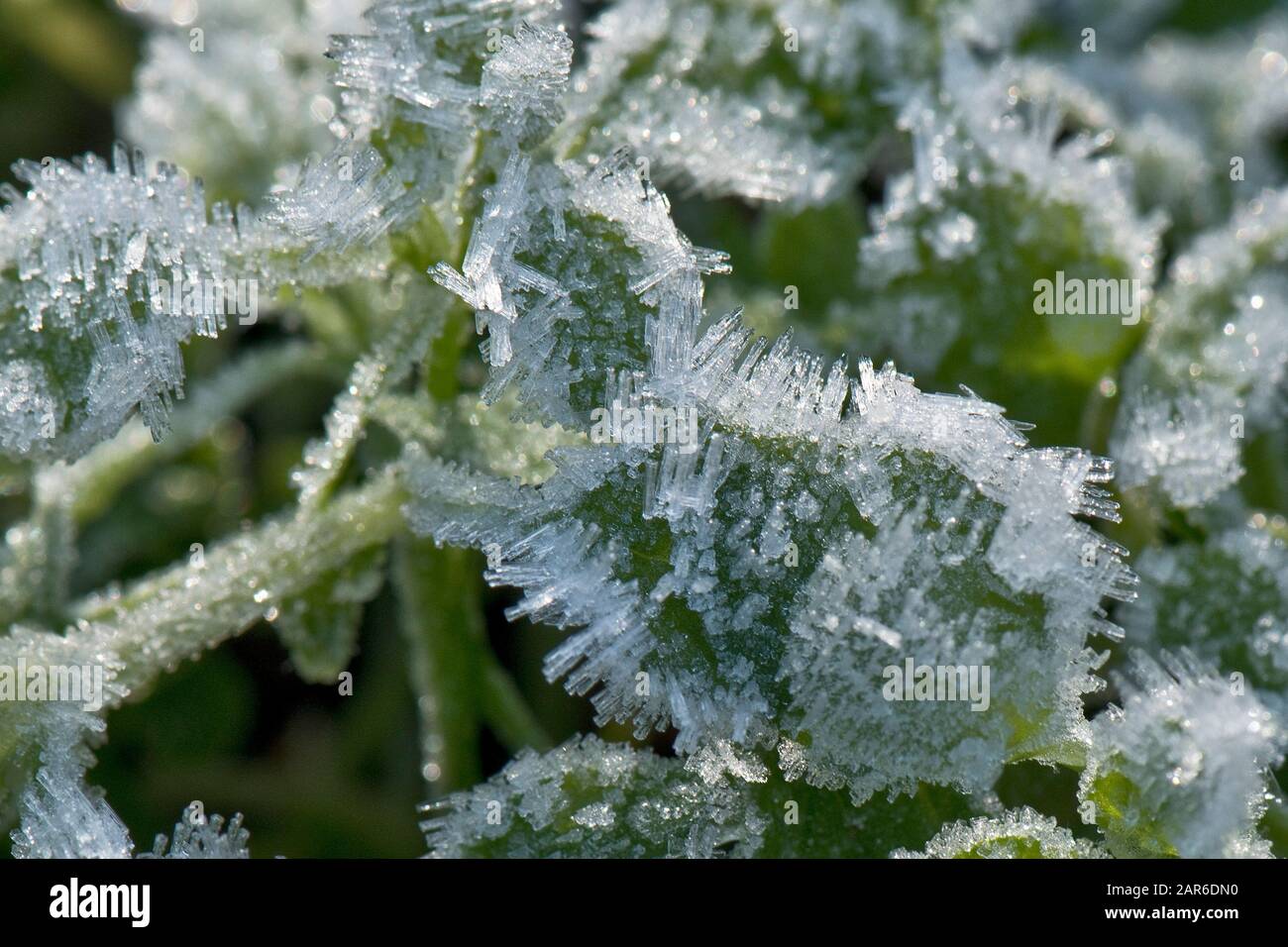 De longs cristaux de rime ou de givre sur la surface de petites plantes herbacées sur un gel froid matin en janvier Berkshire Banque D'Images
