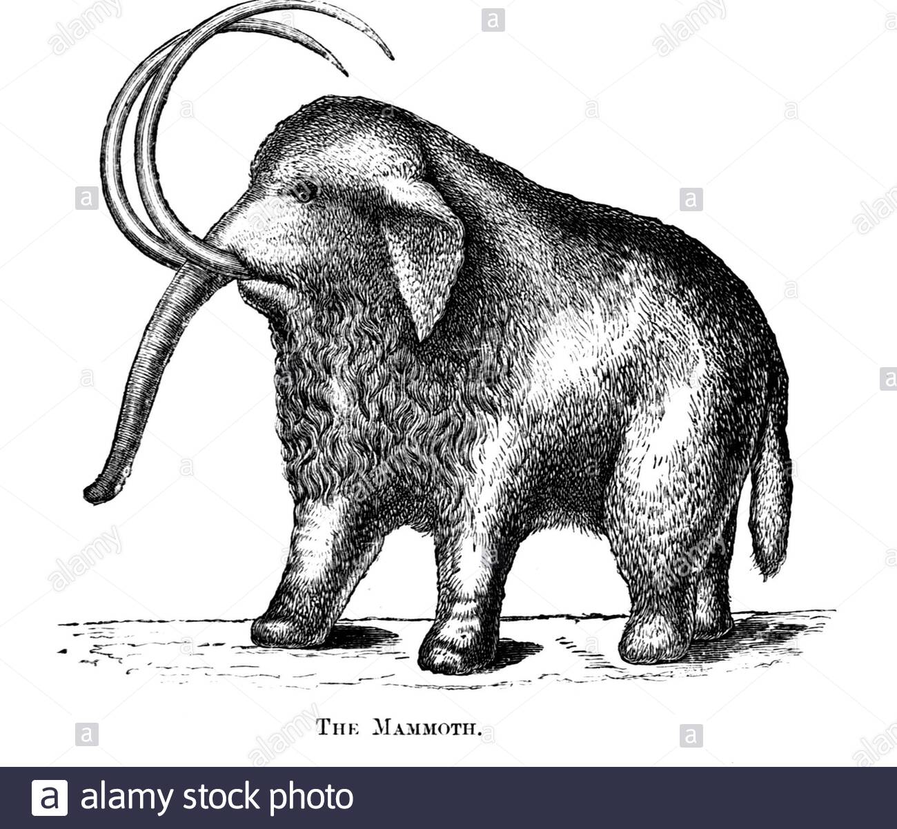 Mammoth, illustration ancienne de 1886 Banque D'Images