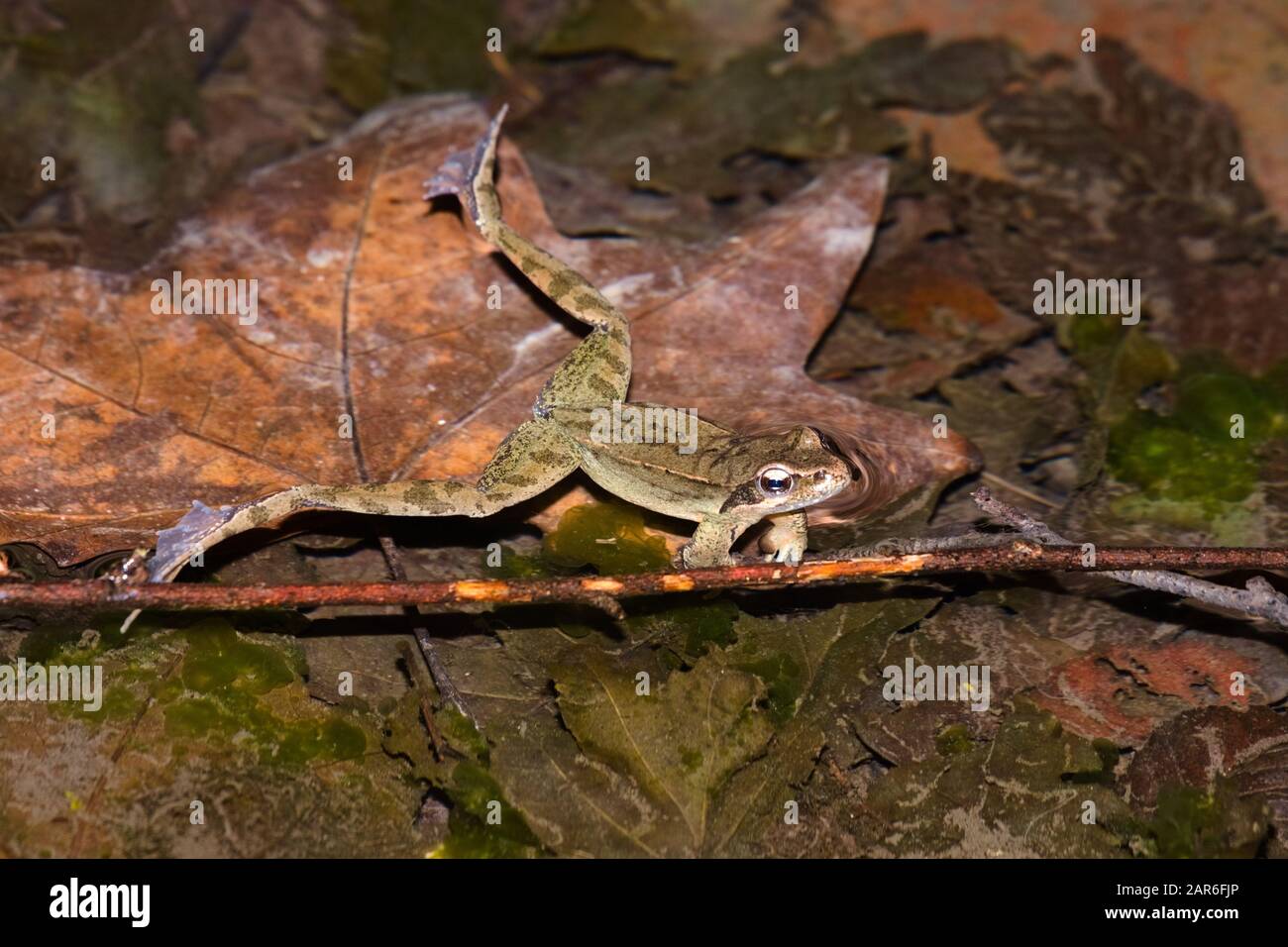 Comment S'appelle Le Mâle De La Grenouille www.alamyimages.fr