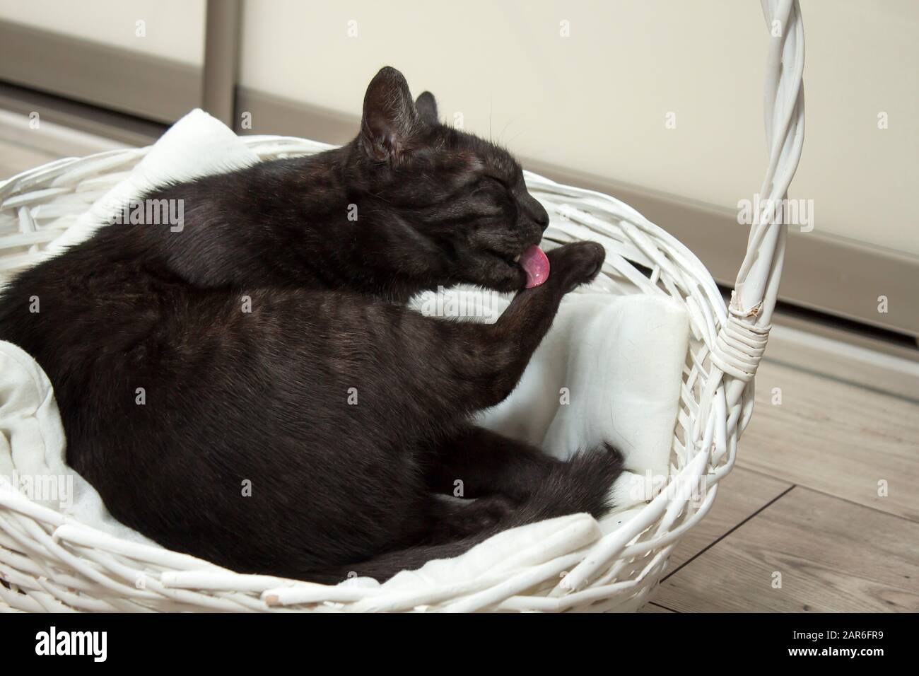 Le Chat Noir Se Trouve Dans Un Panier En Osier Blanc Et Lave Sa Patte Avec Sa Langue Photo Stock Alamy Le Chat Noir Se Trouve Dans Un Panier En Osier Blanc Et Lave Sa Patte Avec Sa Langue Photo Stock Alamy