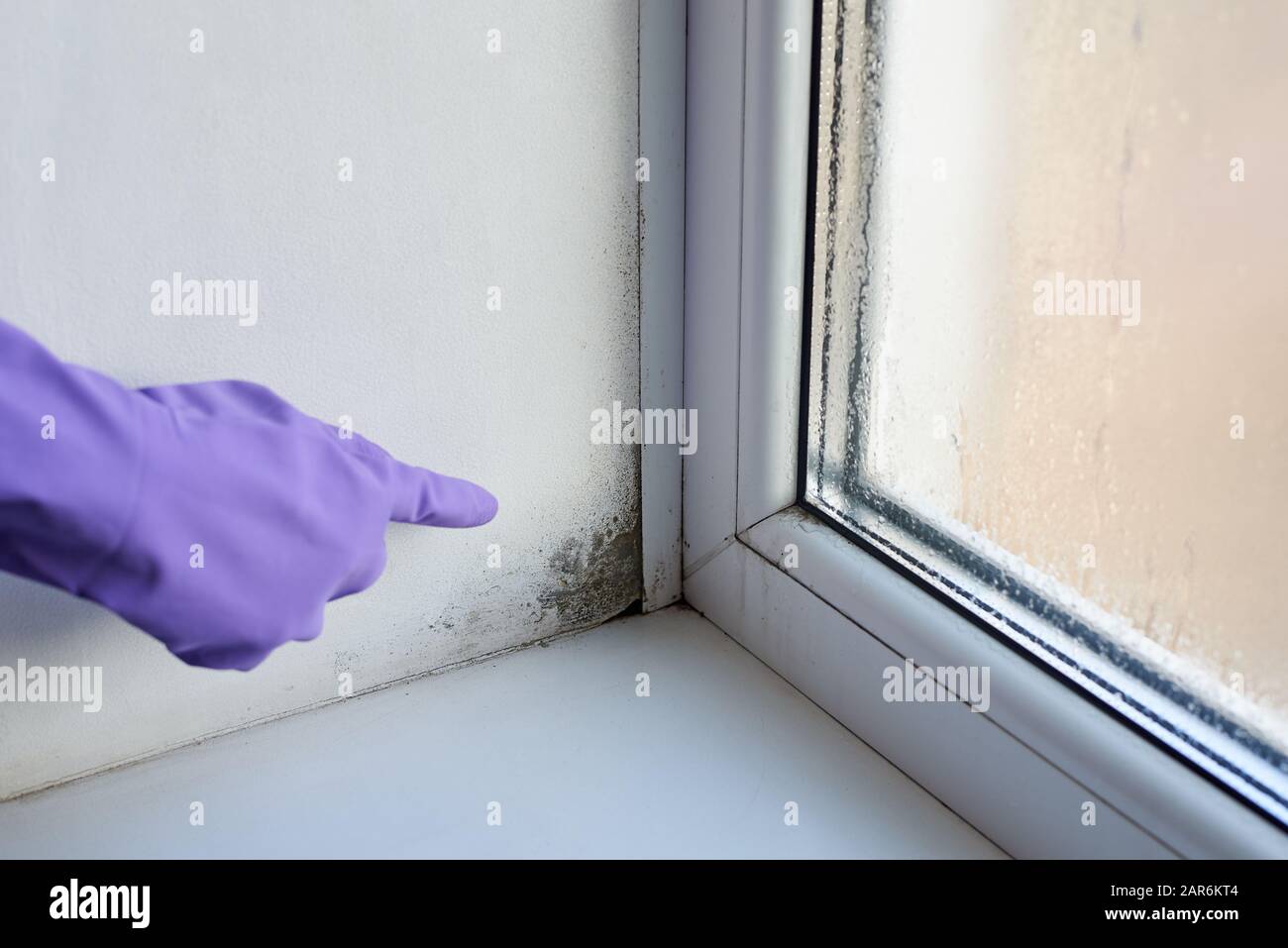Champignon et humidité à la fenêtre humide. Banque D'Images