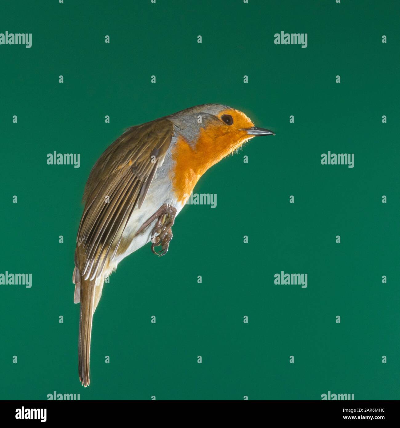 Un Robin (Erithacus rubecula) photographié à l'aide d'un flash à grande vitesse en vol libre au Royaume-Uni Banque D'Images