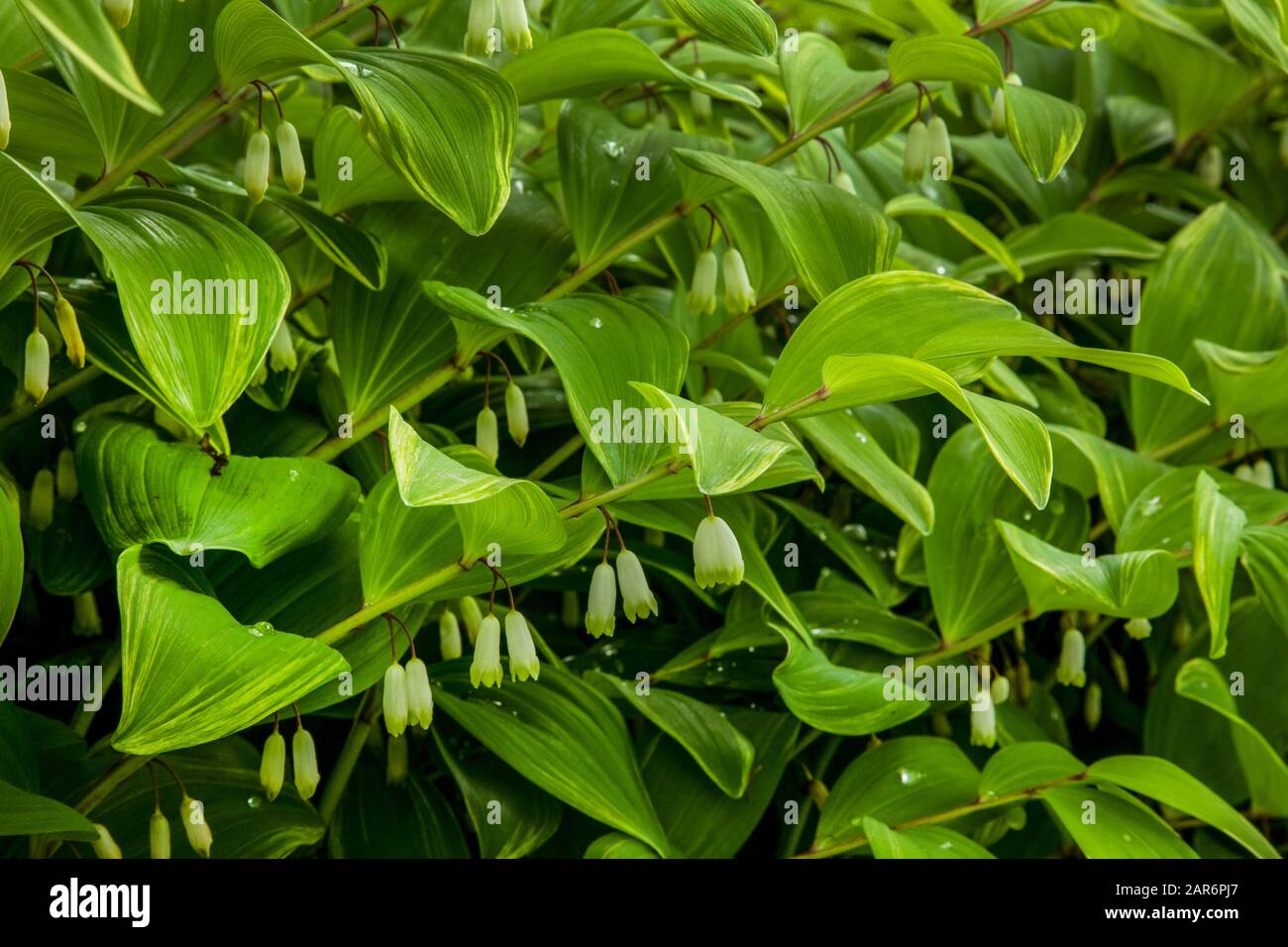 Solomon Seal, polygonatum ombre jardin vert plante abstraite, New Jersey, USA images abstraites Banque D'Images