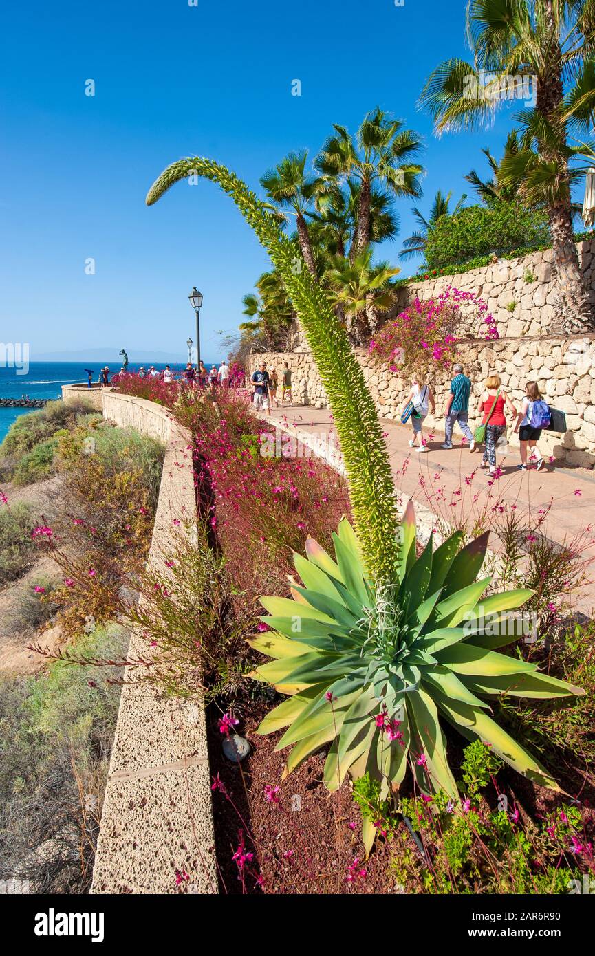 Île des Canaries TENERIFE, ESPAGNE - 27 DEC, 2019: Belles plantes entre la plage et la promenade de Playa El Duque. C’est l’un des beac les plus populaires Banque D'Images