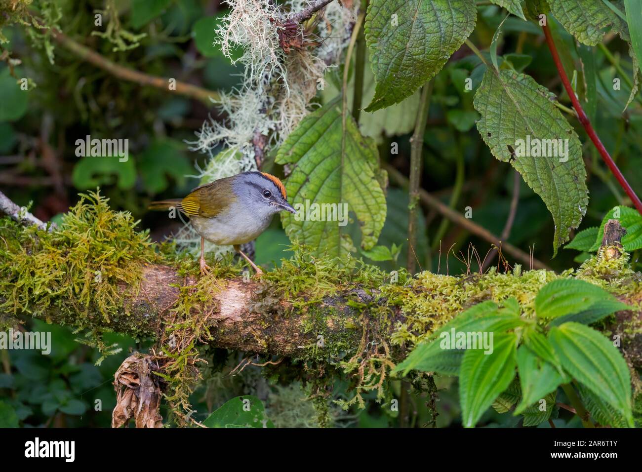 Paruline à couronne russe - Myiothlypes coronata, paruline de couleur timide mignonne des pentes andines d'Amérique du Sud, pavillon Sumaco sauvage, Équateur. Banque D'Images