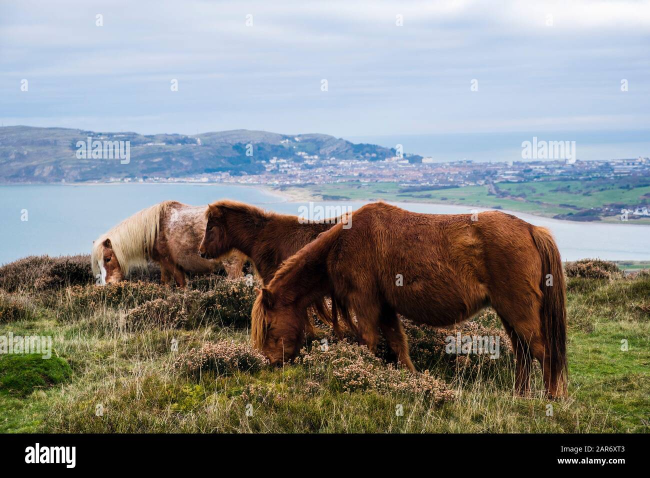 Poneys sauvages et foaux de montagne gallois en bruyère sur Conwy Mountain au-dessus de la côte nord du Pays de Galles avec vue sur Llandudno Beyond. Northern Snowdonia UK Banque D'Images