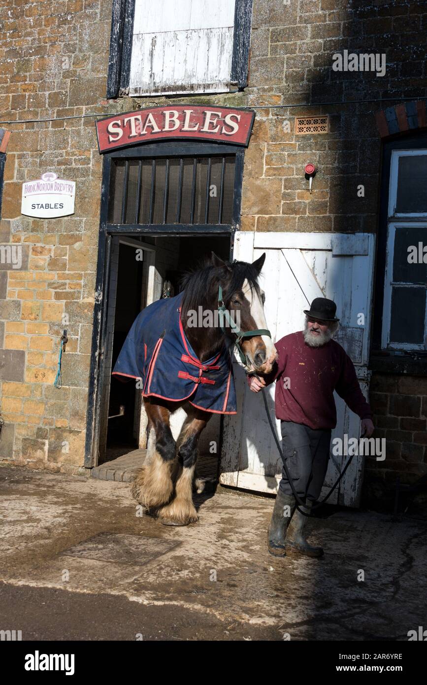 Roger Hughes, un drayman de 70 ans, dirige l'un des deux chevaux Shire de l'écurie pour être exploité à un ray dans Les Crochets familiaux de la brasserie Norton Banque D'Images