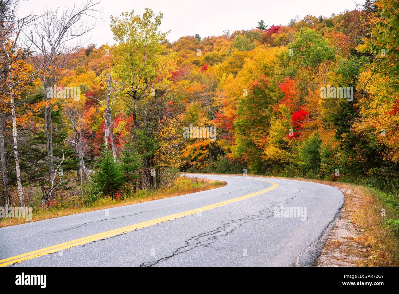 Courber le long d'une route de campagne traversant une forêt au sommet des couleurs du feuillage d'automne sur un jour nuageux Banque D'Images