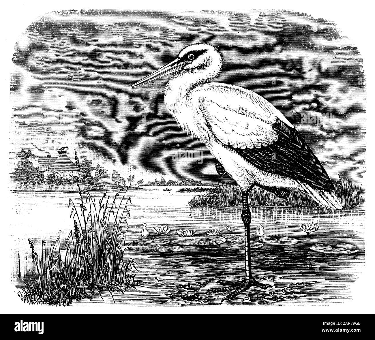 White stork, Ciconia ciconia, anonym (livre de zoologie, 1899) Banque D'Images