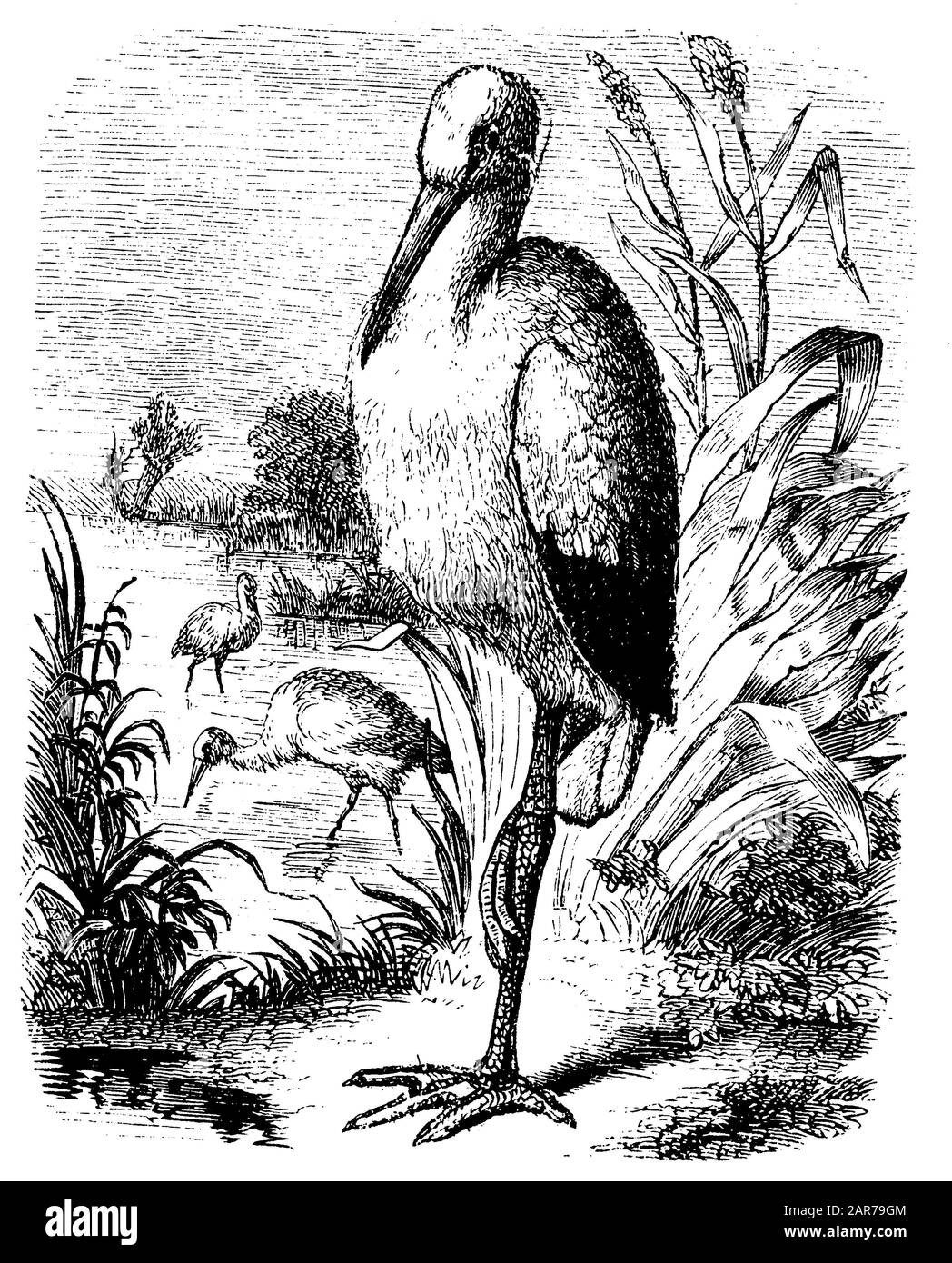 White stork, Ciconia ciconia, (livre de biologie, 1888) Banque D'Images