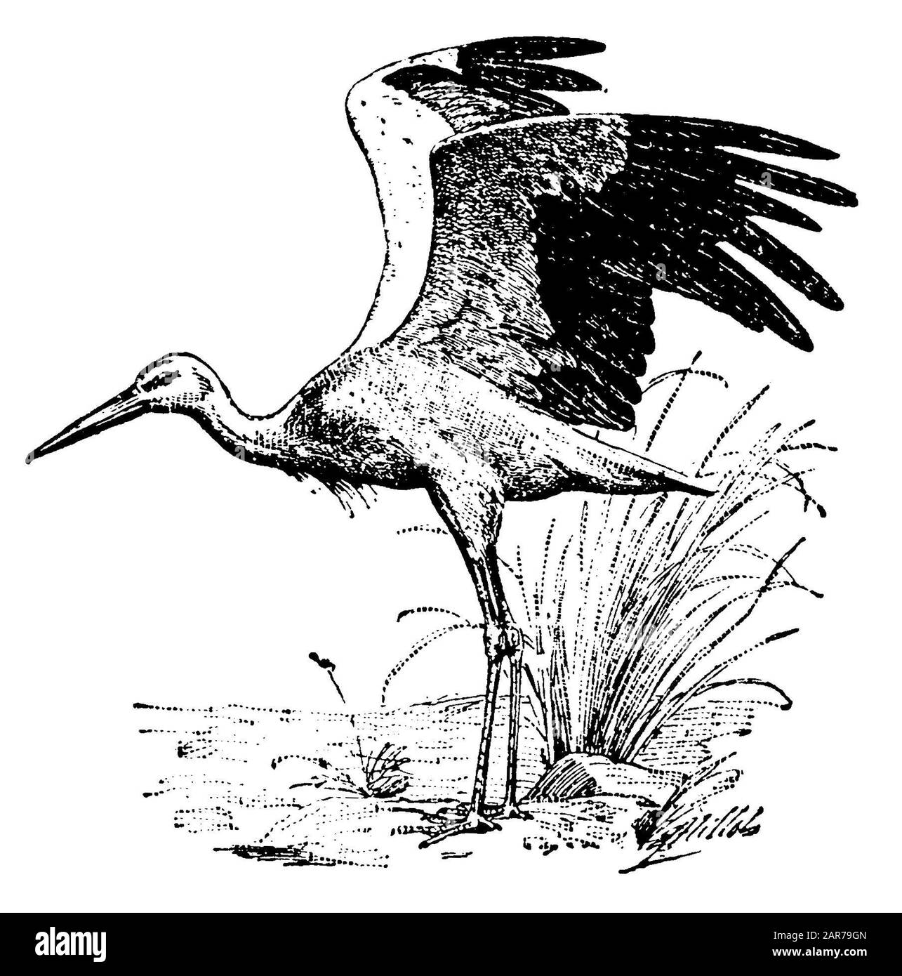 White stork, Ciconia ciconia, (encyclopédie, 1910) Banque D'Images