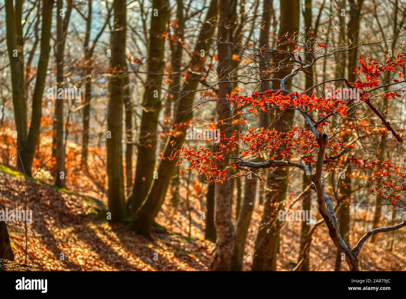 sentier forestier d'automne sous la lumière chaude du soleil avec des feuilles d'orange sur le sol Banque D'Images