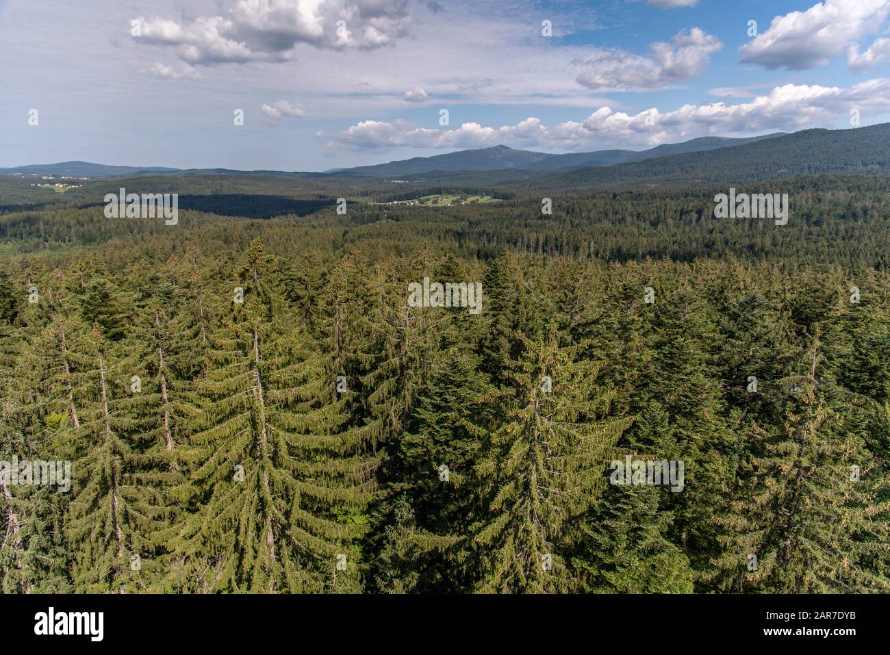 Tour D'Arbres, Promenade En Haut De L'Arbre, Parc National De La Forêt Bavaroise, Neuschönau, Bavière, Allemagne Baumturm Im Nationalparkzentrum Lusen Im Bayerischen Wald. Banque D'Images