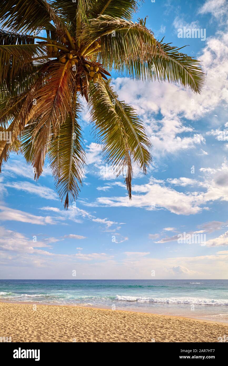 Plage tropicale avec palmier à noix de coco au coucher du soleil, concept de vacances d'été. Banque D'Images