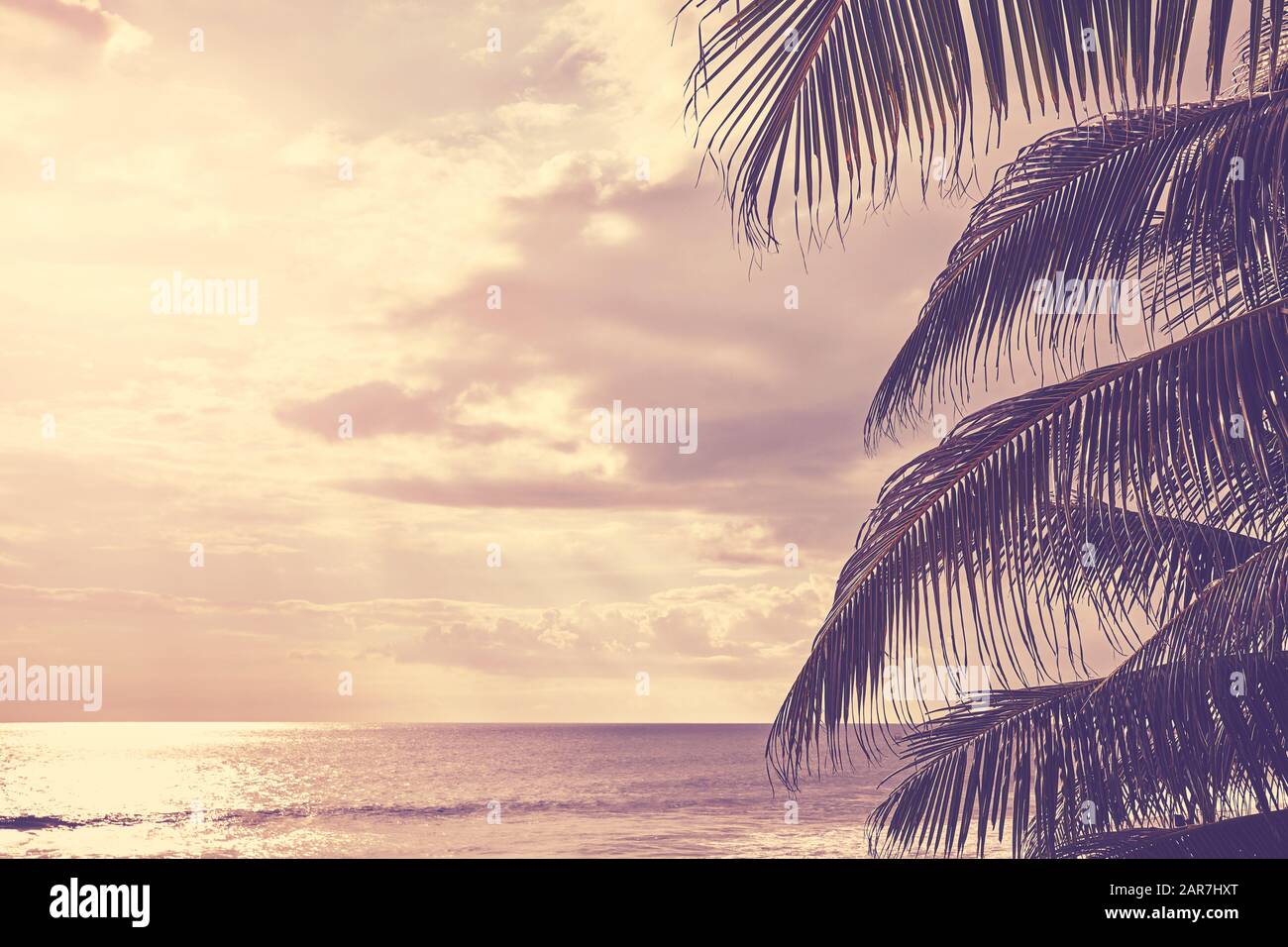 Palmier feuilles au coucher du soleil avec assaisonnement en arrière-plan, mise au point sélective, coloration de couleur appliquée. Banque D'Images