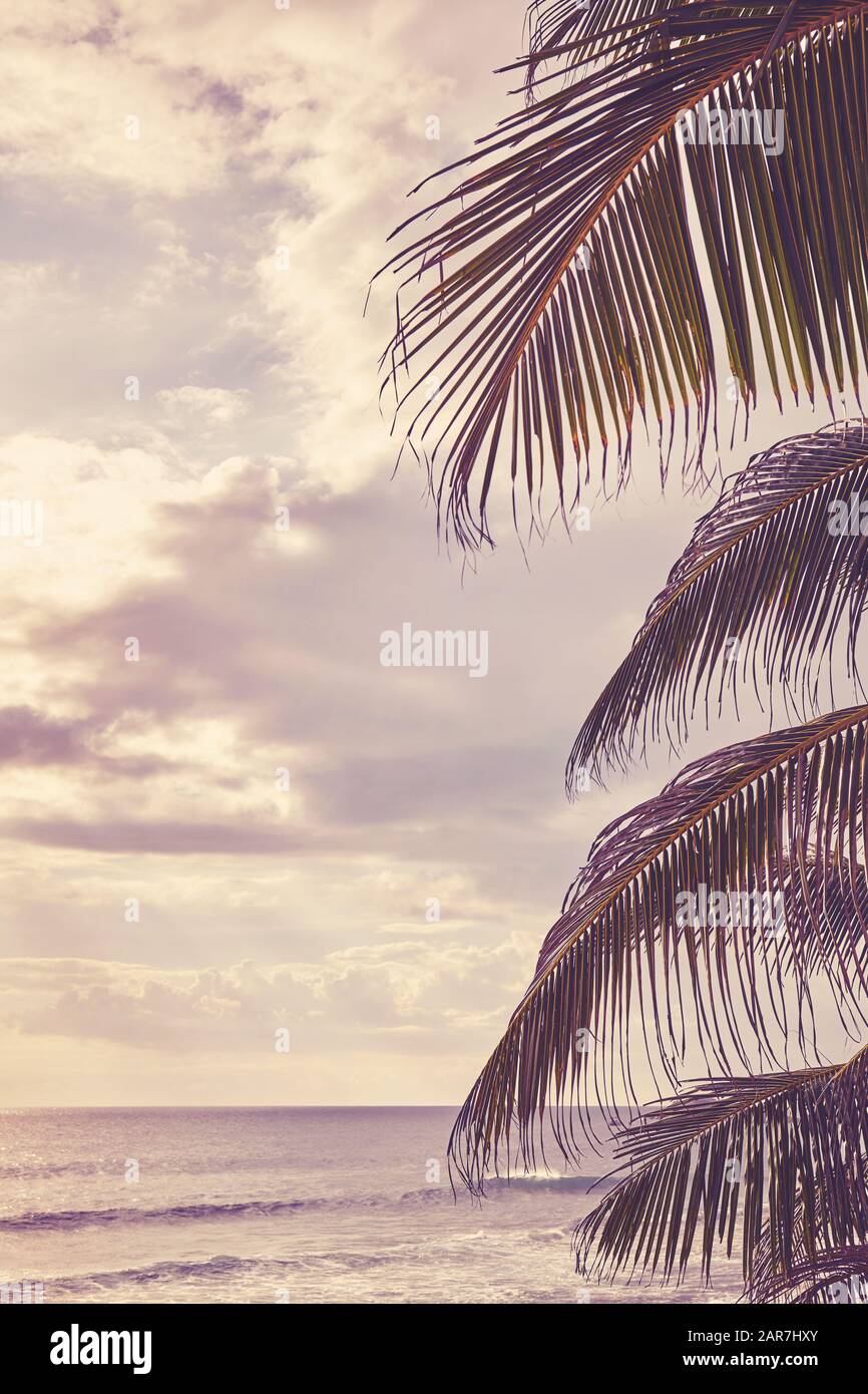 Palmier feuilles au coucher du soleil avec assaisonnement en arrière-plan, mise au point sélective, coloration de couleur appliquée. Banque D'Images